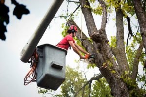 tree climbing certification