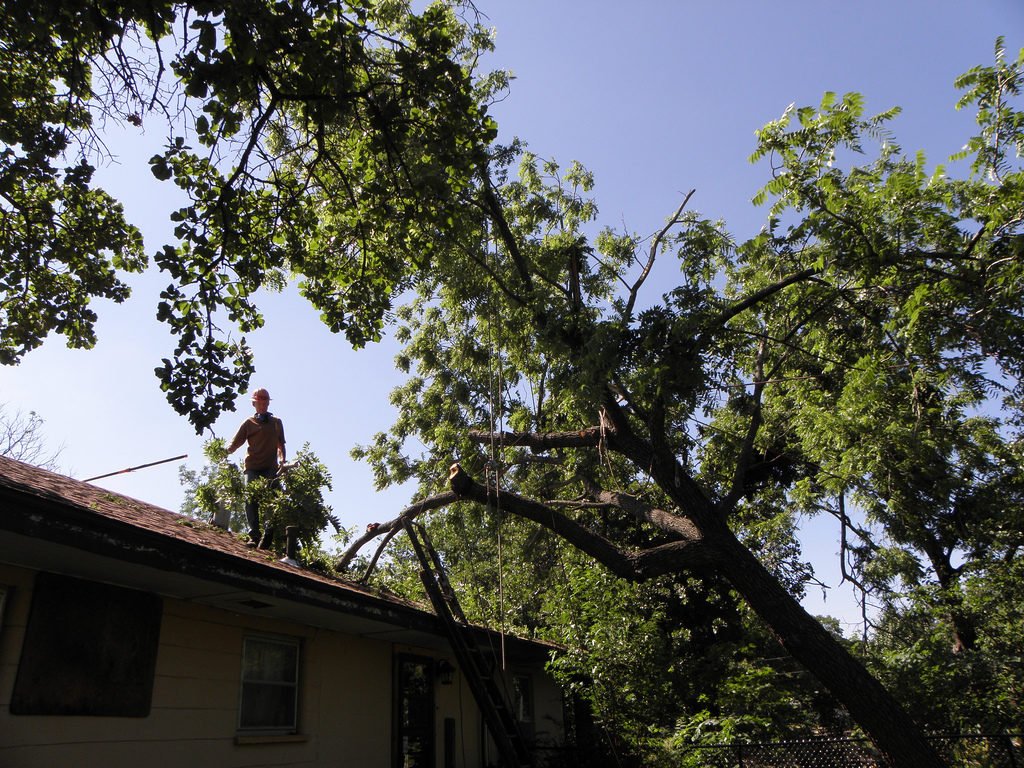 tree removal in Parkinson